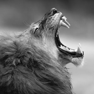 Meet your Posher, Devin